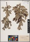 Foto von Salix aurita L. x Salix lapponum L.